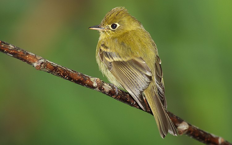Мухолов желтоватый (Empidonax flavescens) в Панаме