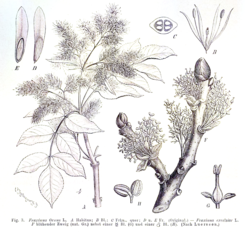 Fruits and habitus of F.&nbsp;ornus and F.&nbsp;excelsior