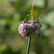 Ail des vignes