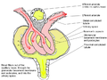 Glomerulus.