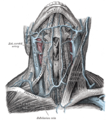 Venas del cuello, Norma Ventral (vistas desde delante).