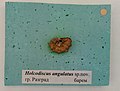 en:Holcodiscus angulatus Tzankov, 1935, en:Barremian, en:Razgrad, Cr1 1730 (Coll. V. Tzankov) at the en:Sofia University "St. Kliment Ohridski" Museum of Paleontology and Historical Geology