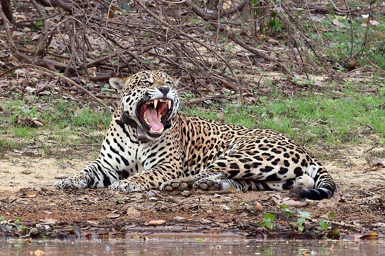 Бразильский ягуар (Panthera onca palustris) — самый крупный из подвидов