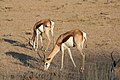 Springboci v parku Kgalagadi