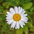 Une autre fleur de marguerite commune. Juin 2017.