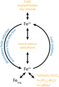 Microbial iron cycle.png