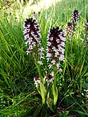 Burnt-tip orchid