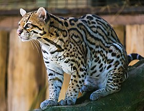 Jaguatirica no Zoológico de Itatiba