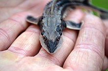 A very young juvenile lake sturgeon.