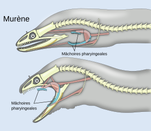 Schéma d'une murène fermant puis ouvrant ses mâchoires ; on voit ses mâchoires pharyngeales.
