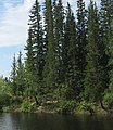 Sibirinės eglės (Picea obovata) prie Liutengės upės Jakutijoje.