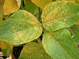 Soybean rust caused by Phakopsora pachyrhizi and Phakopsora meibomiae.