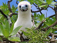 Sula sula nesting in Heliotropium foertherianum