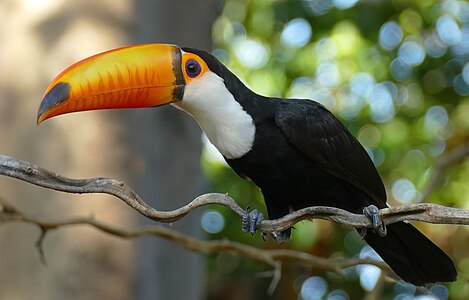 Toco toucan, by Bernard DUPONT (edited by Wilfredor)