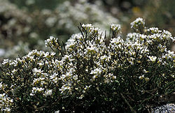 Lapinkynsimö (Draba lactea)