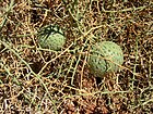 カラタチウリ Acanthosicyos horridus ナミブ砂漠産。