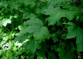Listi gorskega javorja (Acer pseudoplatanus)