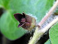 Květ kopytníku evropského (Asarum europaeum)