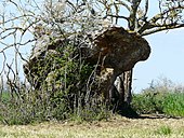 Dolmen de Peyre Nègre