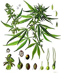 Cannabis sativa L.