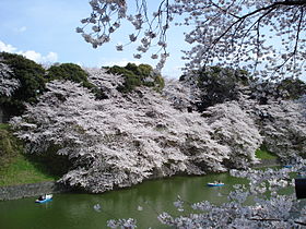 Chidorigafuchi & Tokyo Imperial Palace