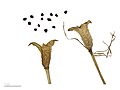  Colchicum montanum