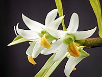 Dendrobium scabrilingue