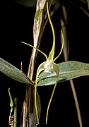 Dendrobium tetragonum