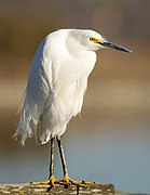 Egretta thula at Las Gallinas Wildlife Ponds