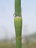 Pochwa liściowa E. × moorei