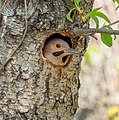 Image 29Northern flicker looking out from its nest in the Central Park North Woods