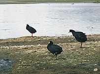 Several adult Giant Coots resting on land at Chungara Park, northernmost Chile.