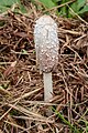 geschubde inktzwam (Coprinus comatus)