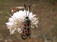 Gitana * Zygaena occitanica (7672598526).jpg