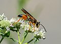 Image 28Great golden digger wasp in Brooklyn Botanic Garden