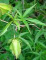 leaves, buds