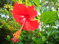 Hibiscus in Bhopal