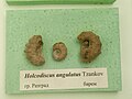 en:Holcodiscus angulatus Tzankov, en:Barremian, en: Razgrad at the en:Sofia University "St. Kliment Ohridski" Museum of Paleontology and Historical Geology