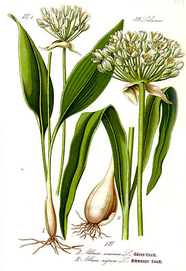 Allium ursinum (beirlook)