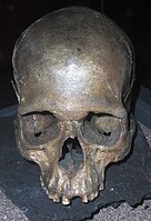 Man's skull from Knaggården's gangrift. / Manskranium från Knaggårdens gånggrift.