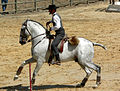 Lusitano-hest med fletta man og hale.