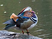 "Mandarin Patinkin", the Central Park mandarin duck, in 2018