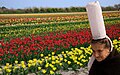 Maria Lambour et sa célèbre coiffe, devant des champs de tulipes à La Torche.