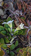 Flowers with irregular calyces