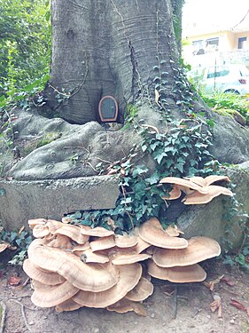 Pleurotus on liriodendron root