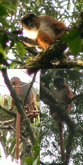 Piliocolobus preussi