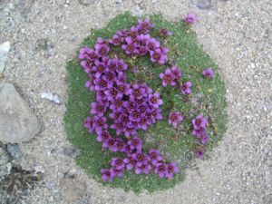 Saxifraga (Saxifraga rudolphiana)