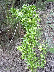 Asparagus asparagoides met cladodiën