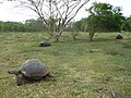Tortugues gegants a Santa Cruz (Galápagos)