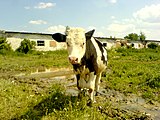 Cría de ganado en Ucrania